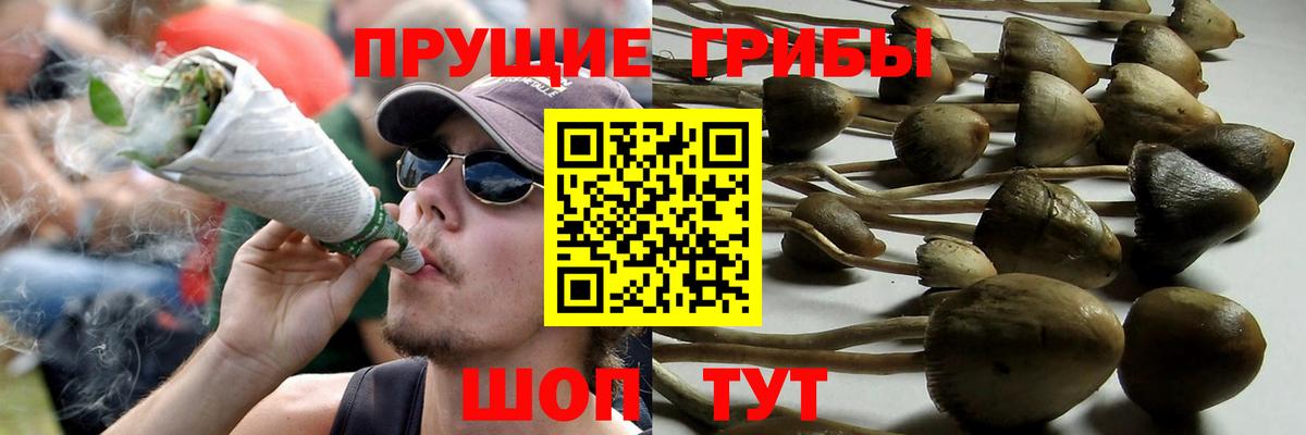 Рассказово  Псилоцибиновые грибы Psilocybe  наркота  Вход с VPN 